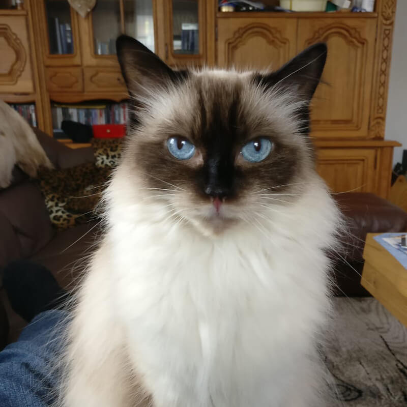 Katzenbild Michael Herkert