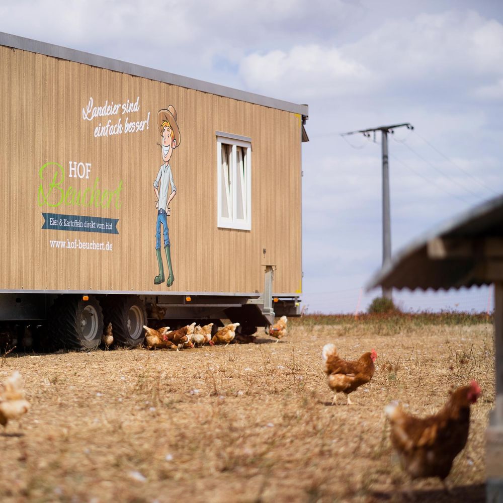 Hühner am Hühnermobil